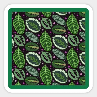 Maranta Sticker